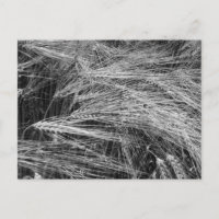 Gerstenohren (Hordeum vulgare)