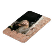 Geruchener Affe mit rechteckigem Magnet mit großen (Linke Seite)