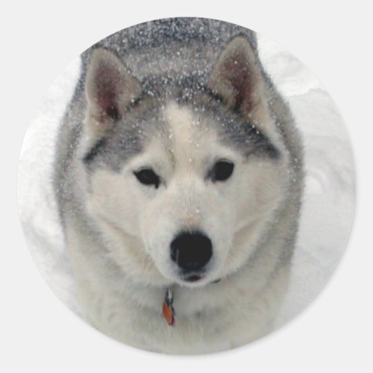 Gesamtbewunderung Runder Aufkleber (Vorderseite)