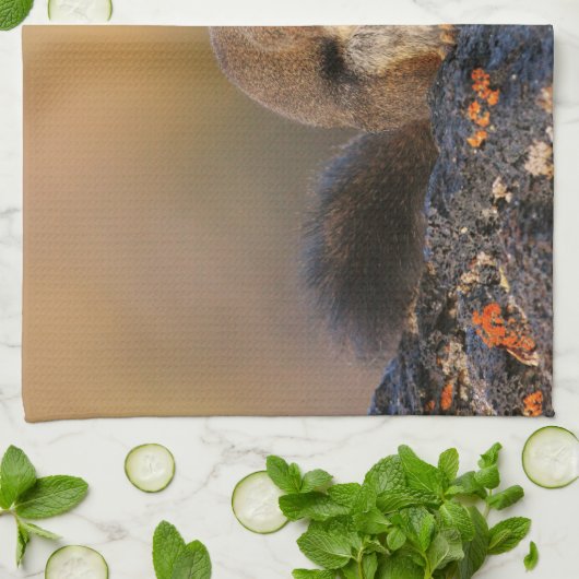 Gesang-Eichhörnchen Küchentuch (Gefaltet)