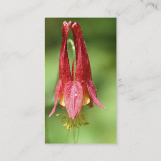 Geschäftskarte Wild Columbine Flower Fotografy Visitenkarte (Rückseite)