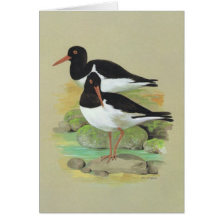 Gescheckter Oystercatcher - Haematopus ostralegus