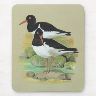 Gescheckter Oystercatcher - Haematopus ostralegus Mousepad