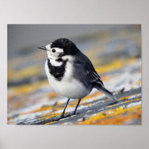 Geschecktes Wagtail-Plakat Poster