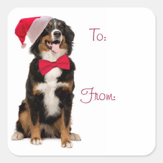 Geschenk-Aufkleber Sankt Berner Quadratischer Aufkleber (Vorderseite)