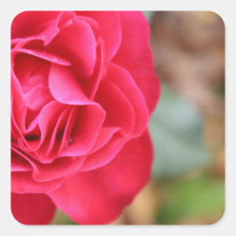 Geschenk mit Rose für den Valentinstag Quadratischer Aufkleber