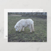 Geschenke für das weiße Pferd Postkarte (Vorne/Hinten)