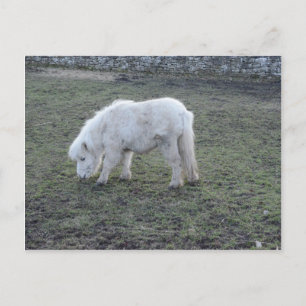 Geschenke für das weiße Pferd Postkarte