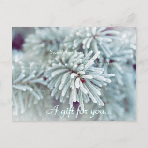 Geschenkgutschein "Frosty Pine Bough Holiday" Postkarte