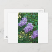 Geschenkideen für Hummingvögel Postkarte (Vorne/Hinten)