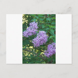 Geschenkideen für Hummingvögel Postkarte