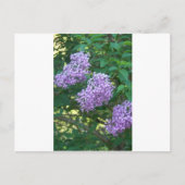 Geschenkideen für Hummingvögel Postkarte (Vorderseite)