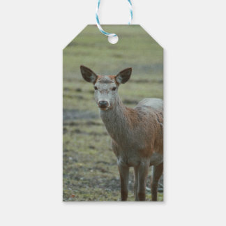 Geschenkmarken Geschenkanhänger