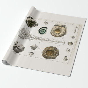 GESCHENKPAPIER : VINTAGE-FOSSILIENKARTE : GOLDSMIT