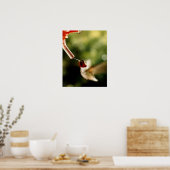 Geschichte des Hummingvogels Poster (Küche)