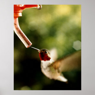 Geschichte des Hummingvogels Poster