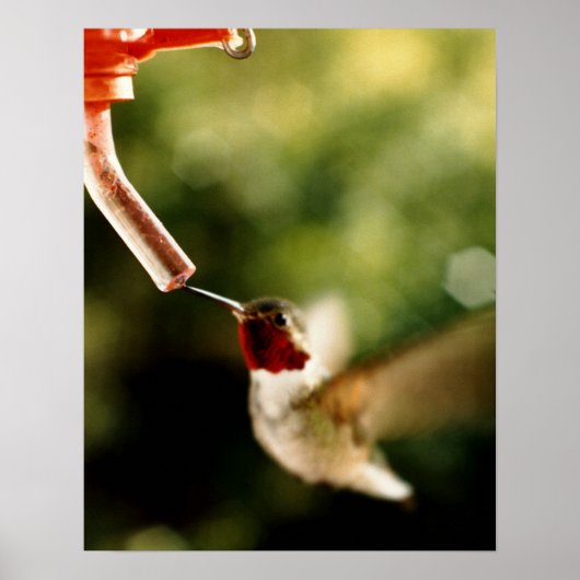Geschichte des Hummingvogels Poster (Vorne)