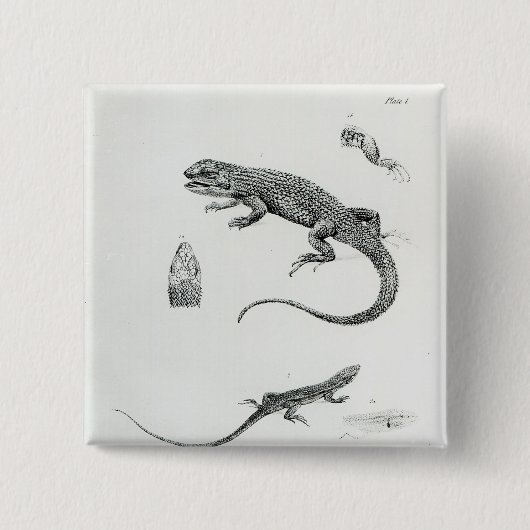 Geschichteter Leguan Button (Vorderseite)