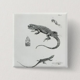 Geschichteter Leguan Button