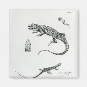 Geschichteter Leguan Magnet