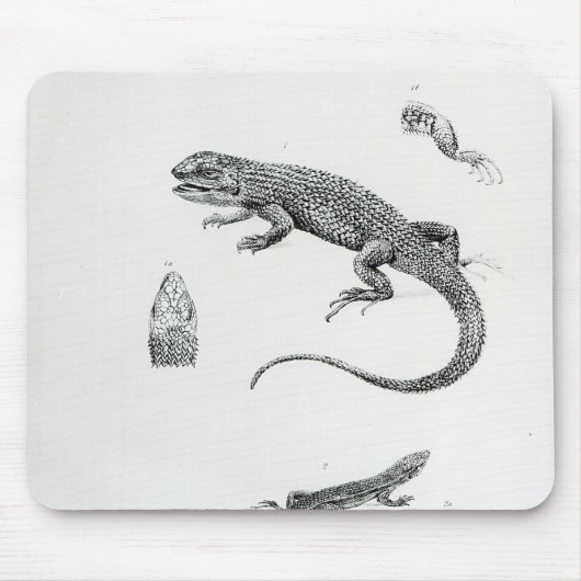 Geschichteter Leguan Mousepad (Vorne)