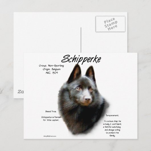 Geschichtsdesign von Schipperke Postkarte (Vorne/Hinten)