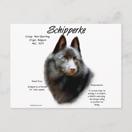Geschichtsdesign von Schipperke Postkarte (Vorderseite)