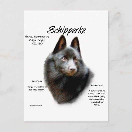 Geschichtsdesign von Schipperke Postkarte (Vorderseite)