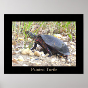 Geschildertes Schildkröten-Foto-Poster Poster