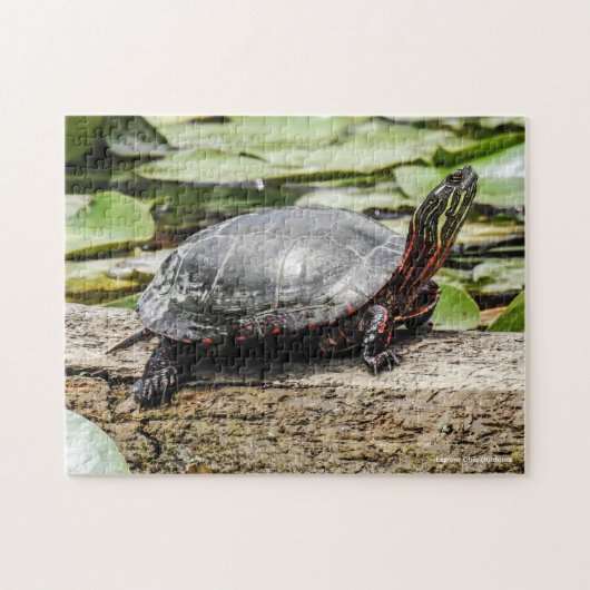 Geschildertes Schildkröten-Puzzle Puzzle (Horizontal)