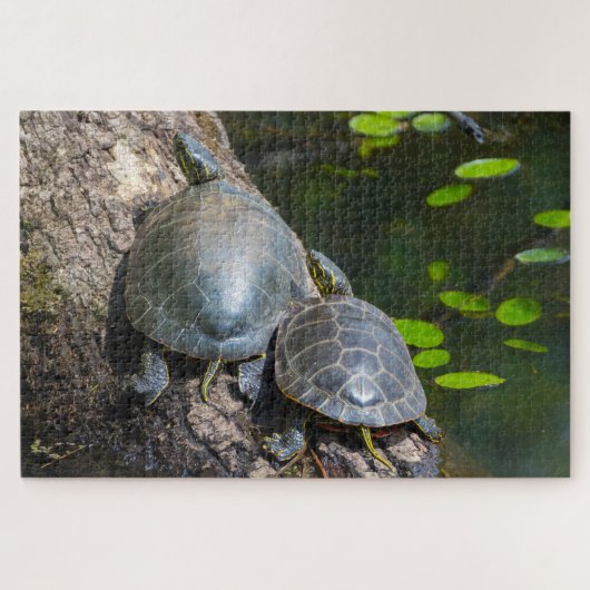 Geschildertes Schildkrötenpaar Puzzle (Horizontal)