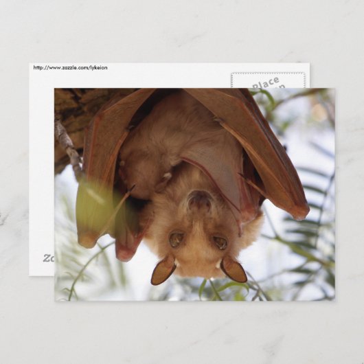 geschlagenes Obstbad; Mutter mit Kind Postkarte (Vorne/Hinten)