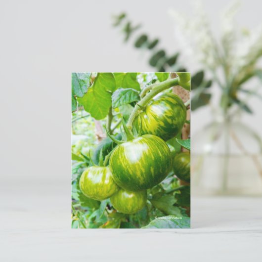 Geschmackvolle grüne Zebra Heirloom Tomaten/Parade Postkarte (Stehend Vorderseite)