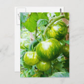 Geschmackvolle grüne Zebra Heirloom Tomaten/Parade Postkarte (Vorne/Hinten)