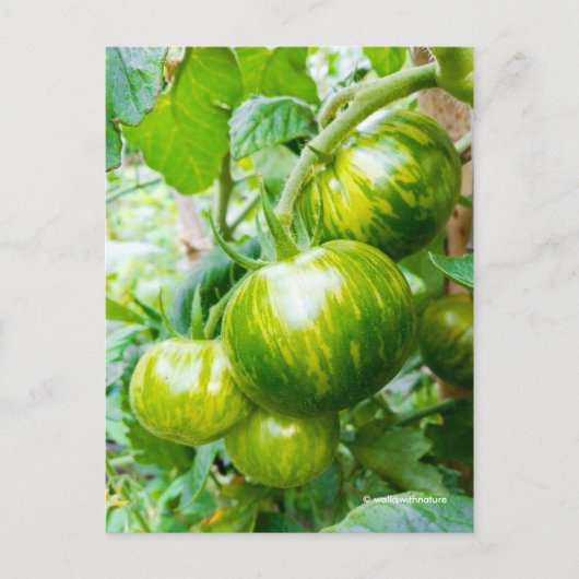 Geschmackvolle grüne Zebra Heirloom Tomaten/Parade Postkarte (Vorderseite)
