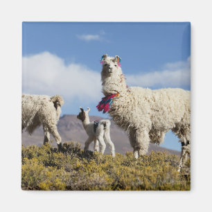 Geschmückte Lama-Herde in der Puna, Anden 3 Magnet