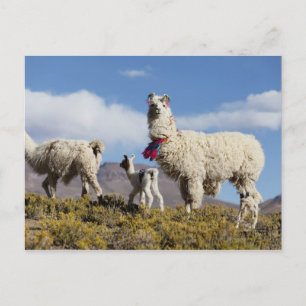 Geschmückte Lama-Herde in der Puna, Anden 3 Postkarte