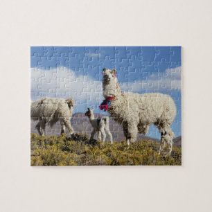 Geschmückte Lama-Herde in der Puna, Anden 3 Puzzle