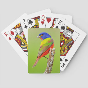 Geschmückter Ammerfink (Passerina ciris) Männchen  Spielkarten