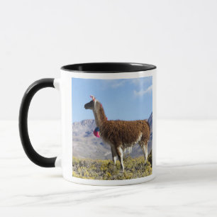 Geschmückter Lama-Herd in der Puna, Anden 2 Tasse