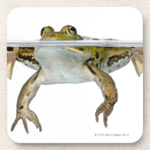 Geschossen von einem essbaren Frosch, der vor a Getränkeuntersetzer