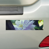 Geschützte Clematis-Blüte  Autoaufkleber (Auf Auto)
