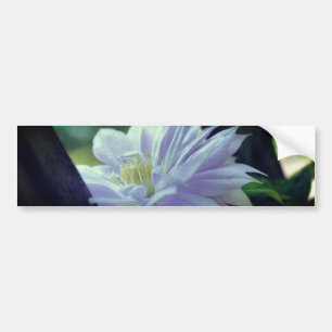 Geschützte Clematis-Blüte Autoaufkleber