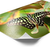 Geschwänzter Jay-Fotoabzug Fotodruck (Ecke)