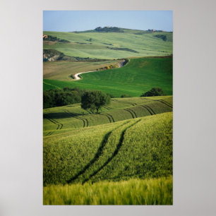 Geschwungene Linien im grünen Toskana Plakat