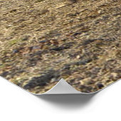 Geselliges Sorrel Pferd für die Freude in Corral Poster (Ecke)