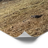 Geselliges Sorrel Pferd in einem Pferdepen klopfen Poster (Ecke)