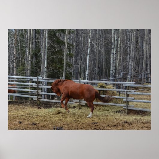 Geselliges Sorrel Pferd in einem Pferdepen klopfen Poster (Vorne)