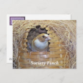 GESELLSCHAFT FINCH POSTCARD POSTKARTE (Vorne/Hinten)