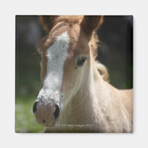 Gesicht des Fohlens Magnet